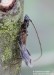 tesařík (Brouci), Glaphyra umbellatarum, Cerambycidae, Molorchini (Coleoptera)